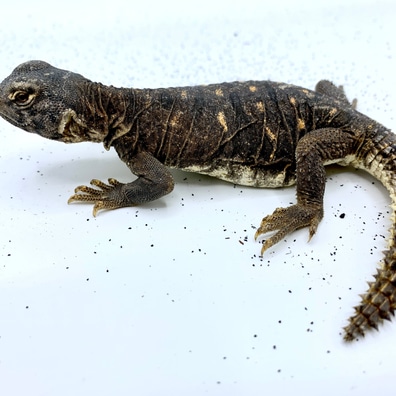 Euro mastic lizard clearance for sale